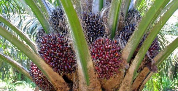 La culture du palmier Ă huile